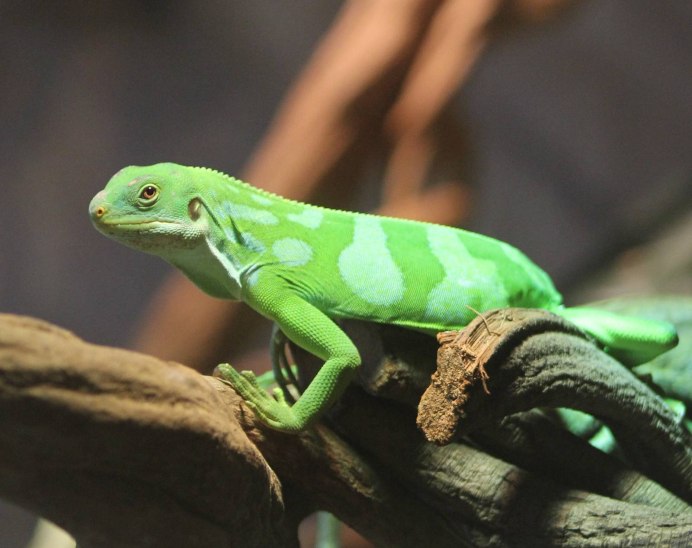Brachylophus fasciatus