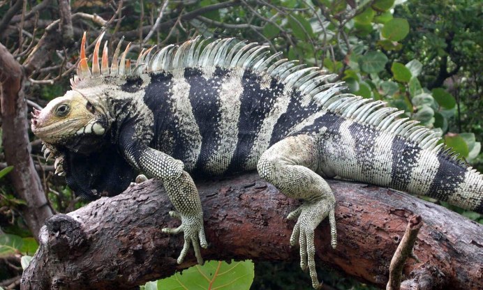 Brachylophus fasciatus