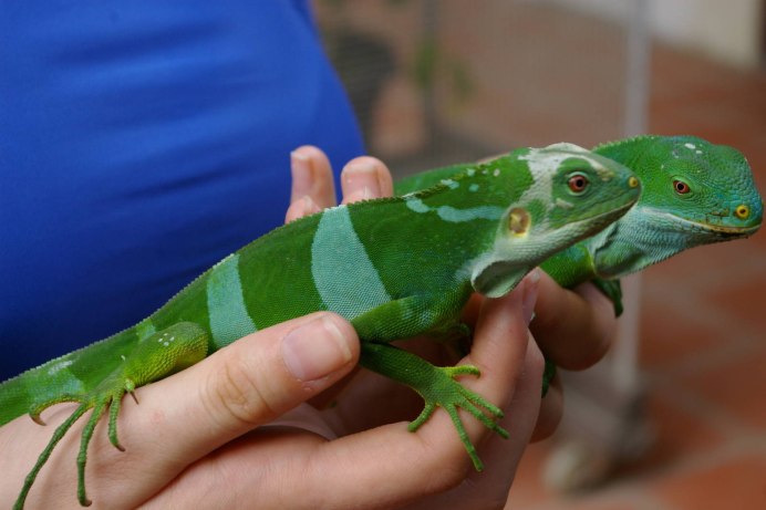 Brachylophus fasciatus