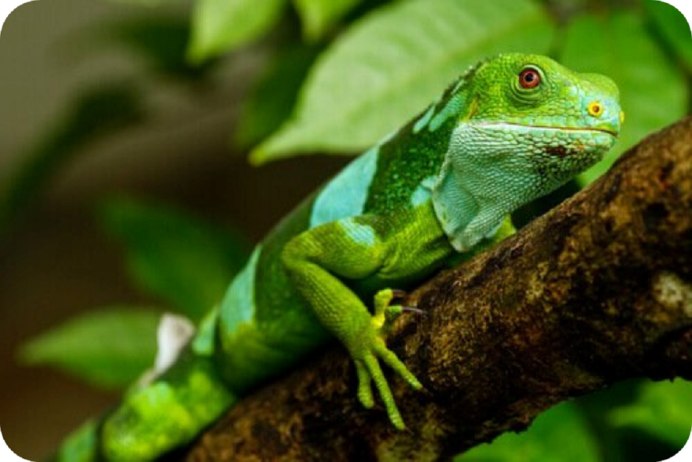 Lyriocephalus scutatus