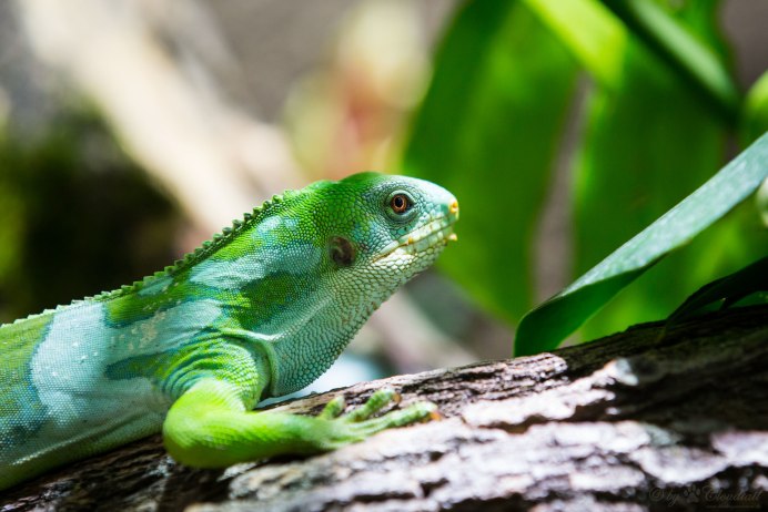 Iguana picture 400x400