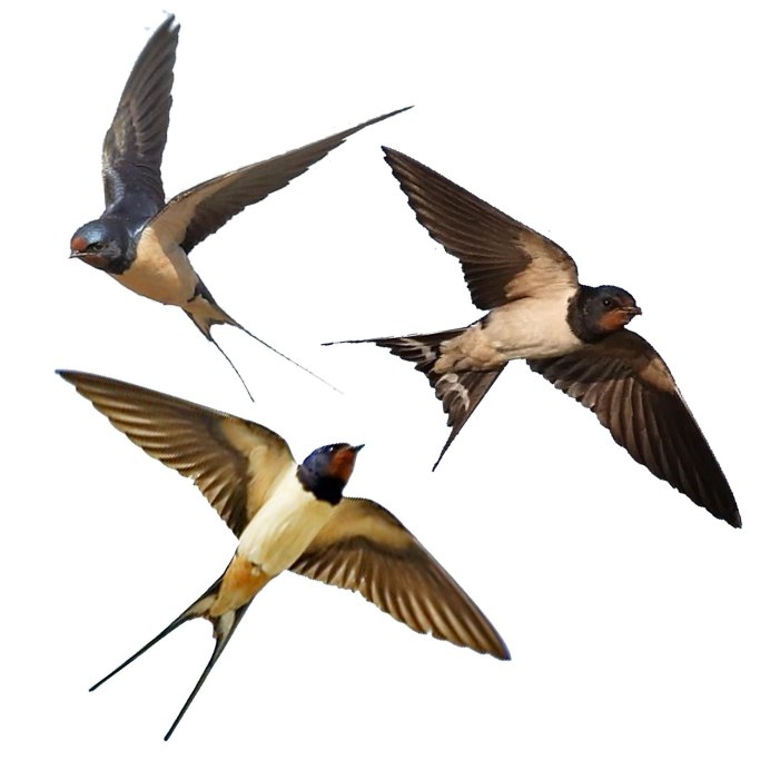 Ласточка на прозрачном фоне