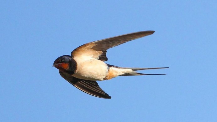 Ласточка Перелетная птица