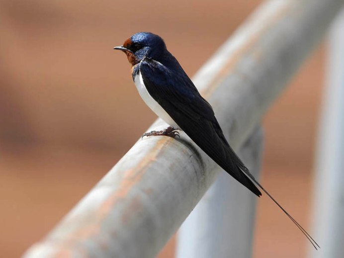 Ласточка Перелетная птица