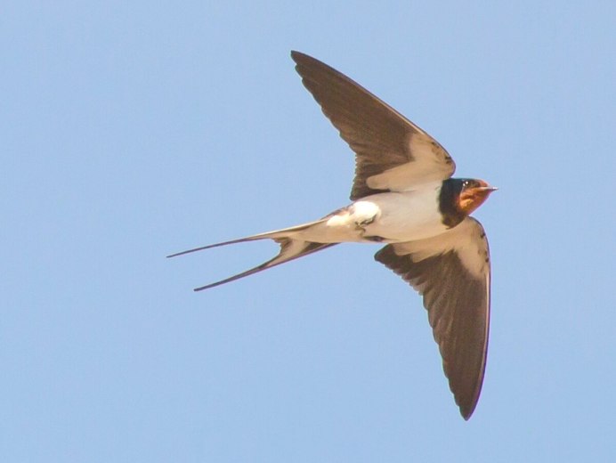 Ласточка коричневая