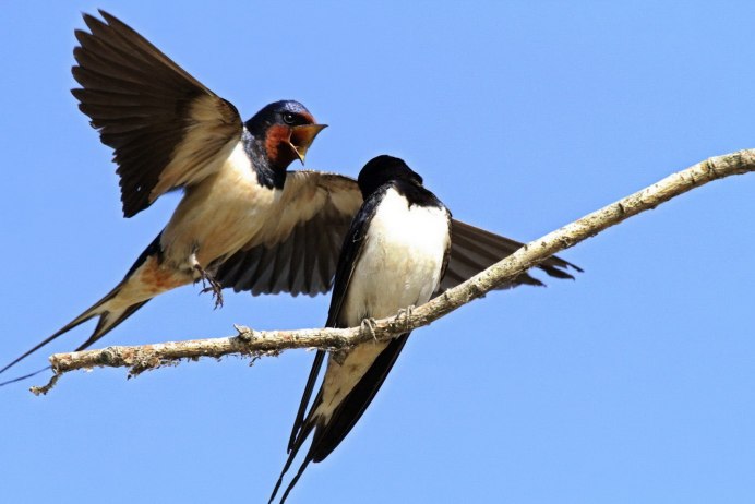 Птицы Стрижи и ласточки