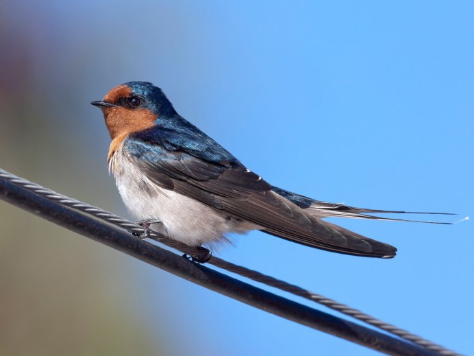 Насекомоядные птицы Ласточка