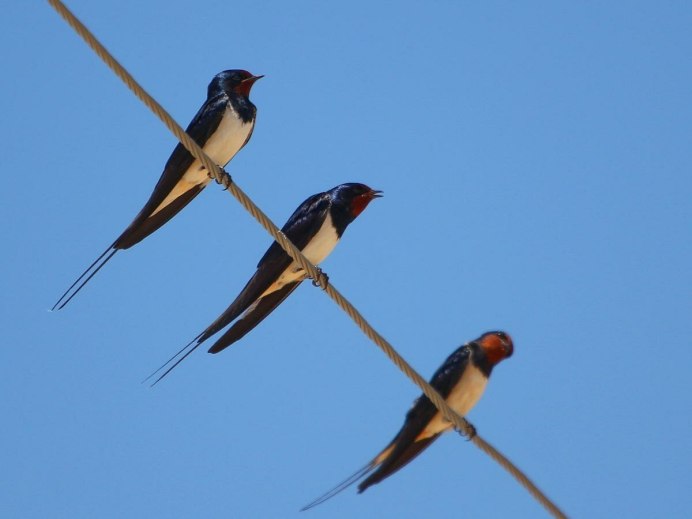 Деревенская Ласточка – Hirundo Rustica