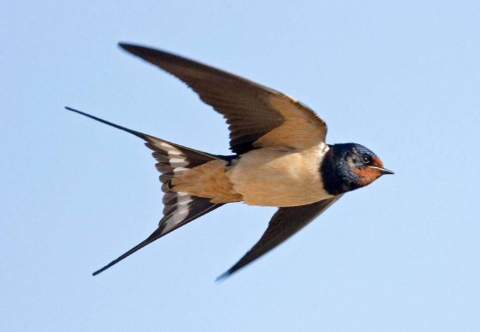 Ласточка городская Перелетная птица