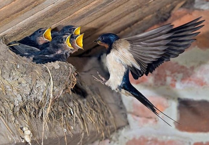 Гнездо деревенской ласточки