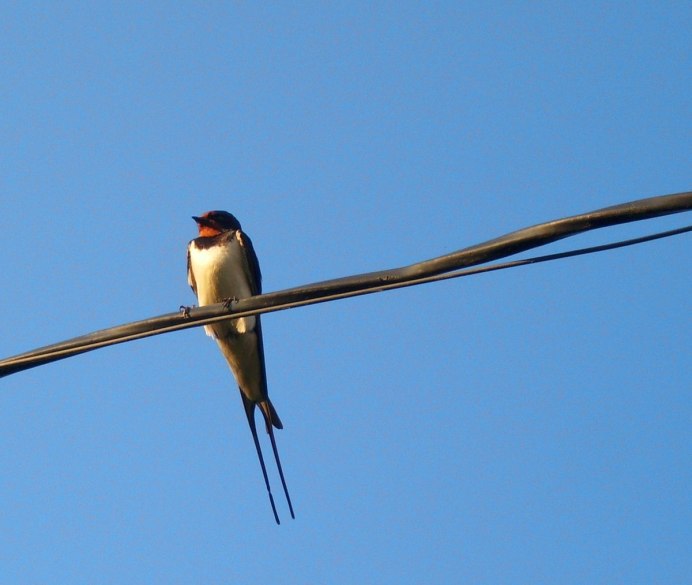 Весенние птицы Ласточка