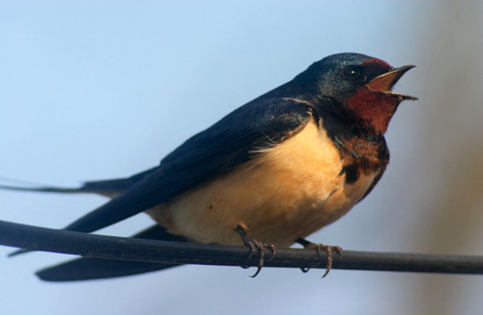 Белогрудый американский Стриж