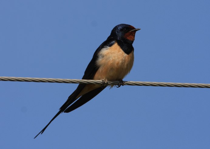 Ласточка Танагер самец