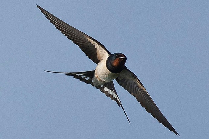 Гигантская Ласточка