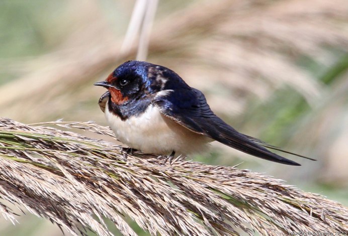 Ласточка касаточка