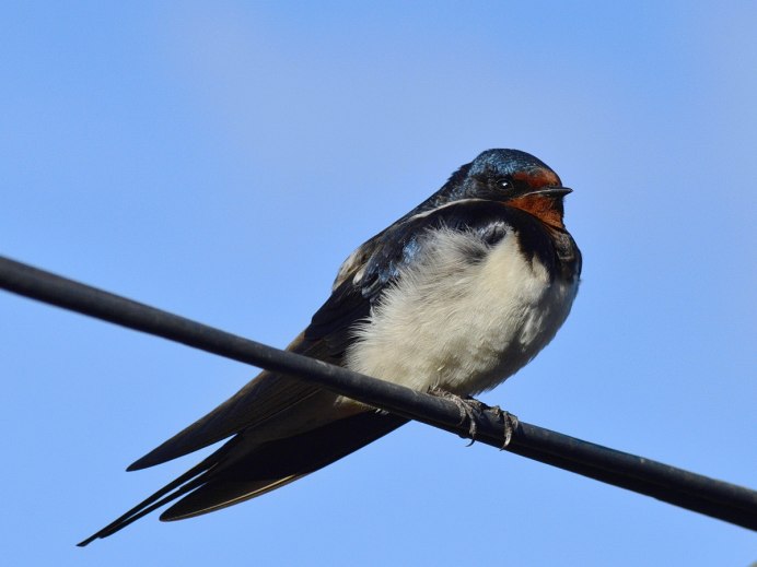 Деревенская Ласточка – Hirundo Rustica