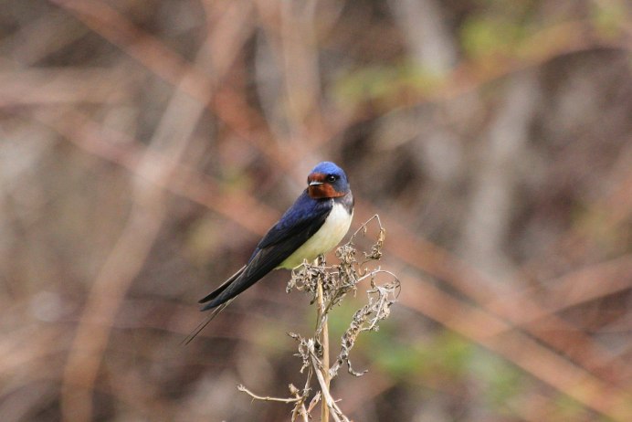 Слива ласточки