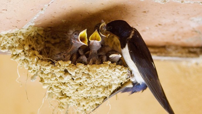 Ласточкино гнездо птицы