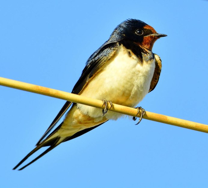 Ласточка Перелетная птица