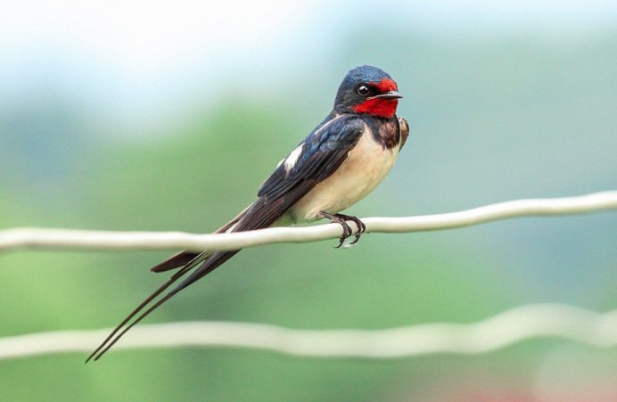 Даурская Ласточка