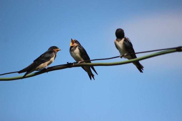 Певчая Ласточка