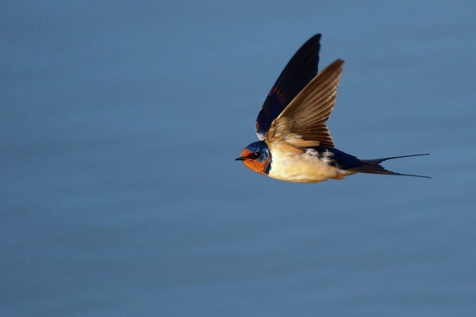 Белоспинная Ласточка
