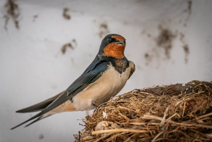 Амбарная Ласточка