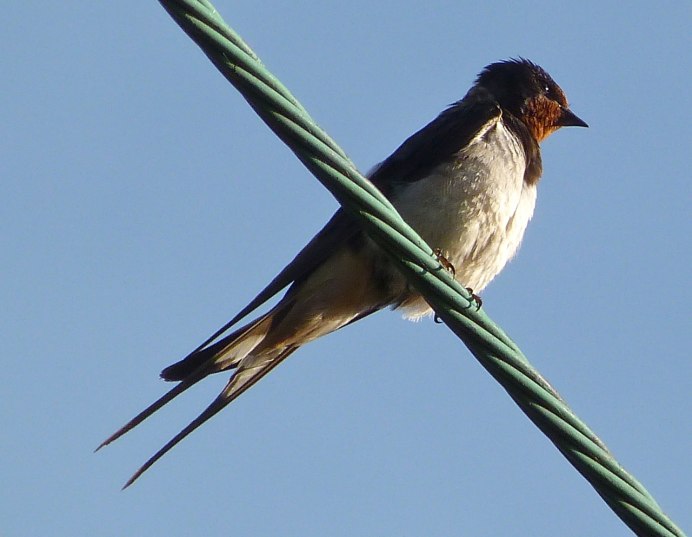 Перелетные птицы Ласточка для детей