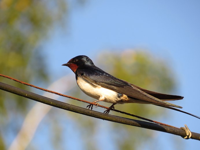 Ласточка городская Перелетная птица