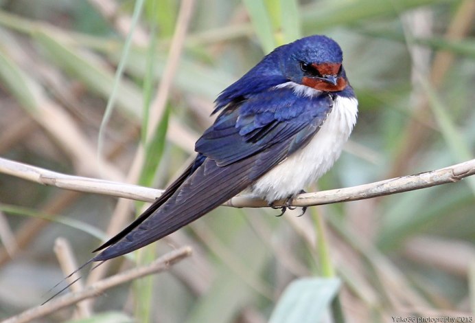 Barn swallow Ireland