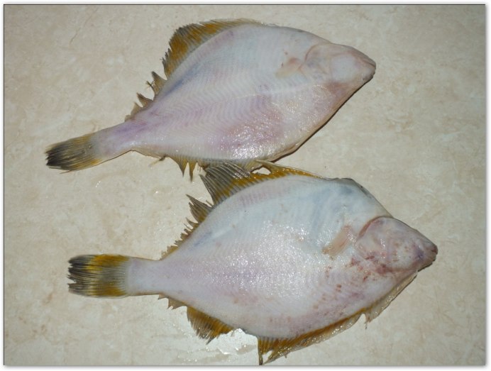 Камбала pleuronectiformes