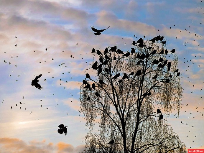 Грачи улетели