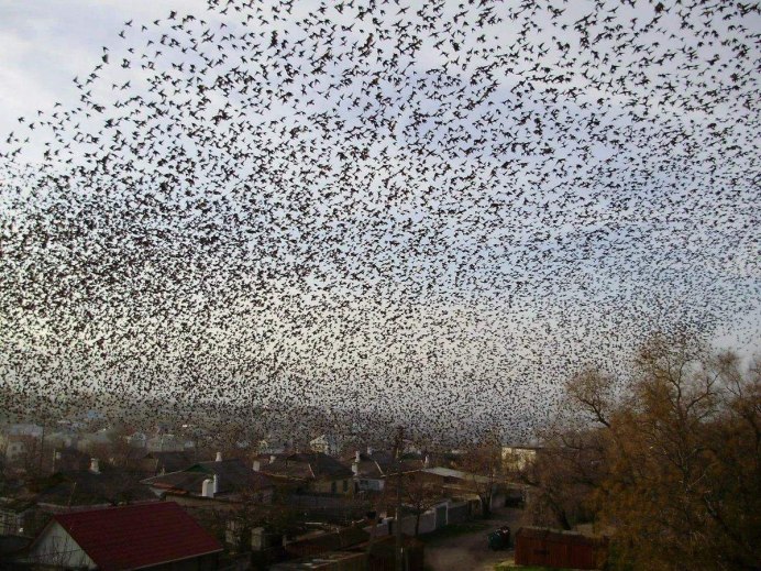 Огромная стая грачей