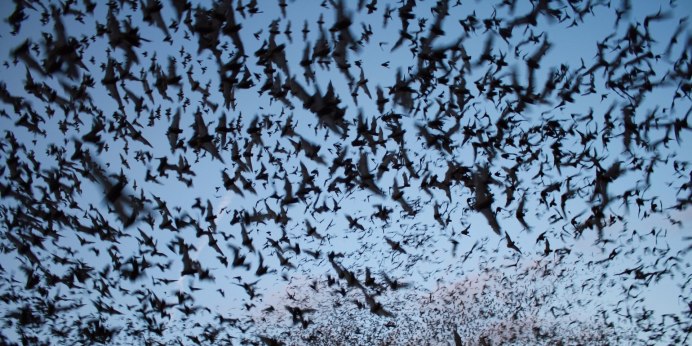 Пещера Bracken bat Cave