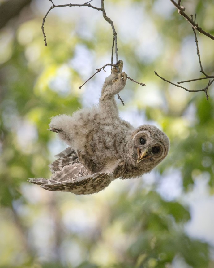 Филин Bubo Bubo