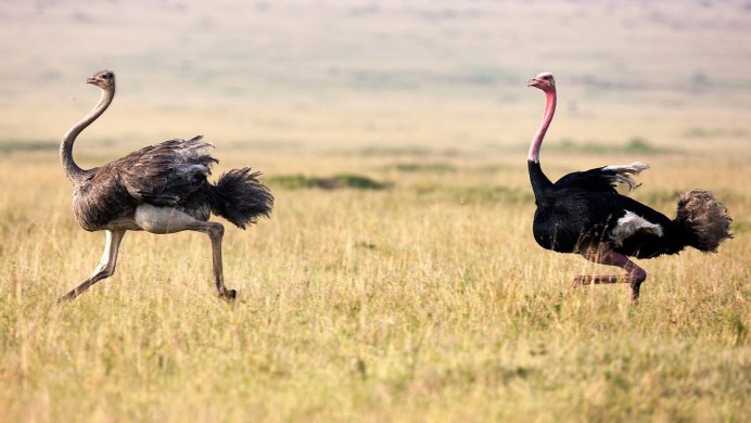 Struthio Camelus самец