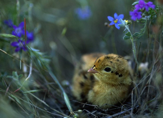 Венценосный журавль Московский зоопарк