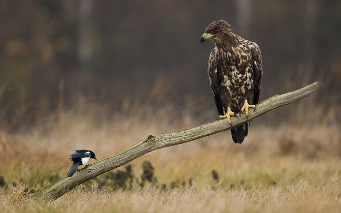 Дикие птицы картинки