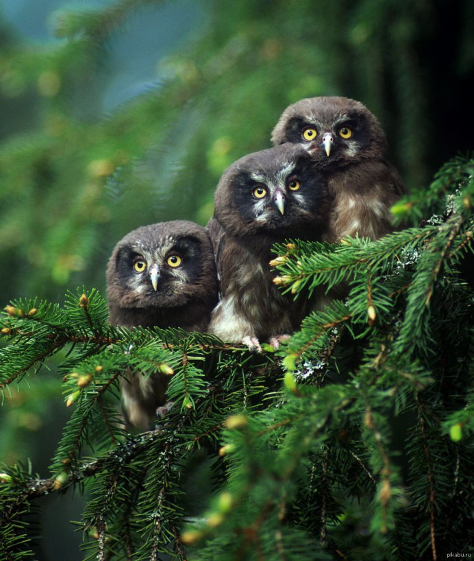 Животные и птицы