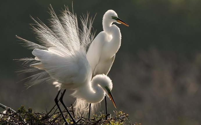 Золотой фазан