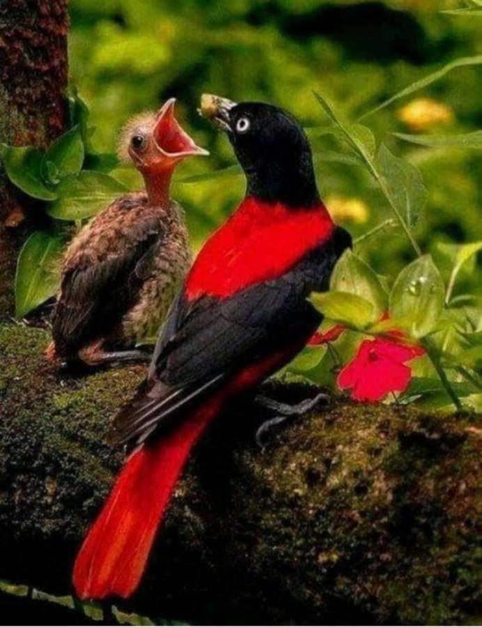 Природа животные птицы