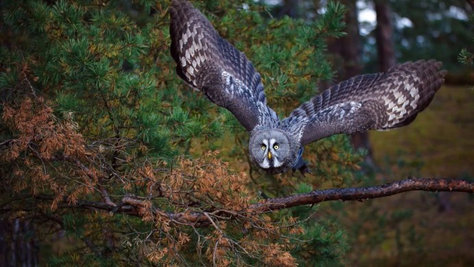 Филин в лесу летит