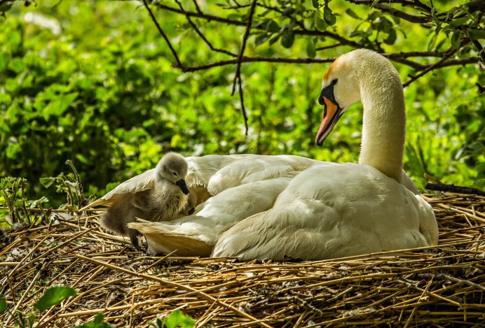 Лебедь шипун гнездо