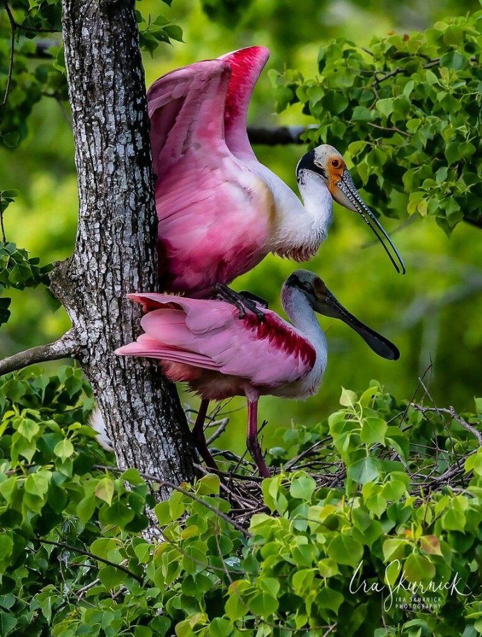 Природа животные птицы