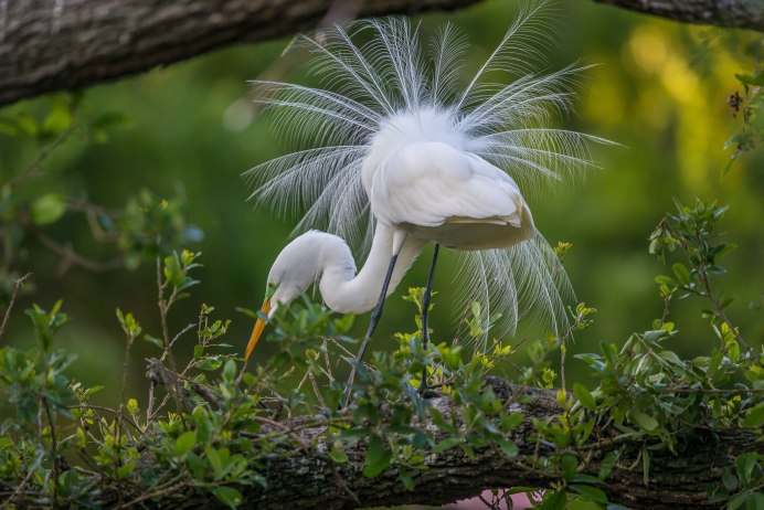 Хохлатая цапля