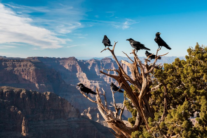 Лучшие снимки дикой природы