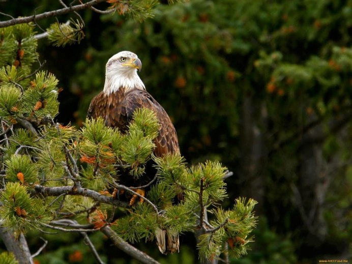 Птицы тайги