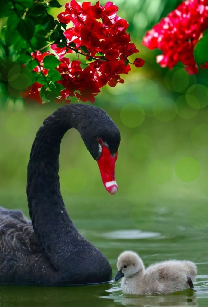 Разнообразие птиц