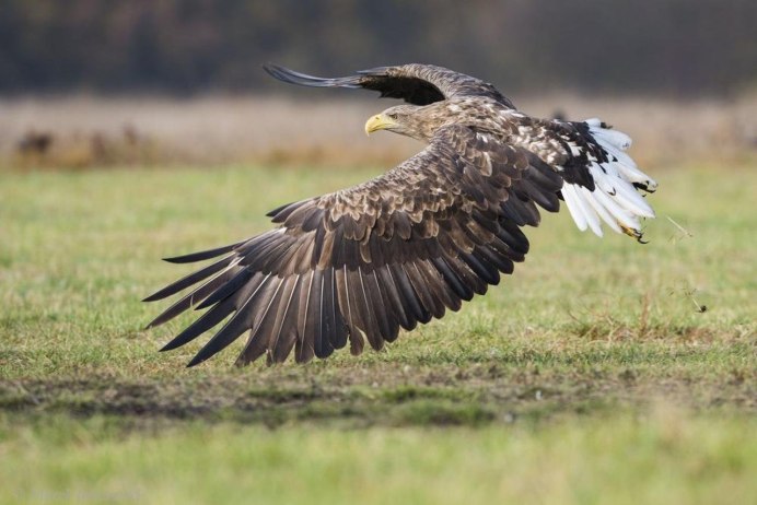 Белая цапля Телешов