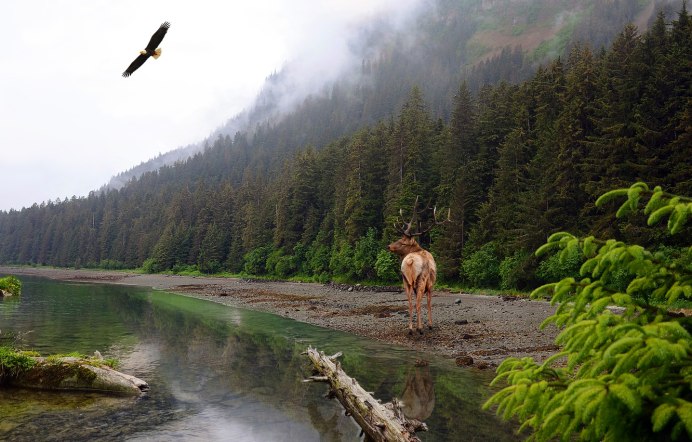 Природа птицы горы